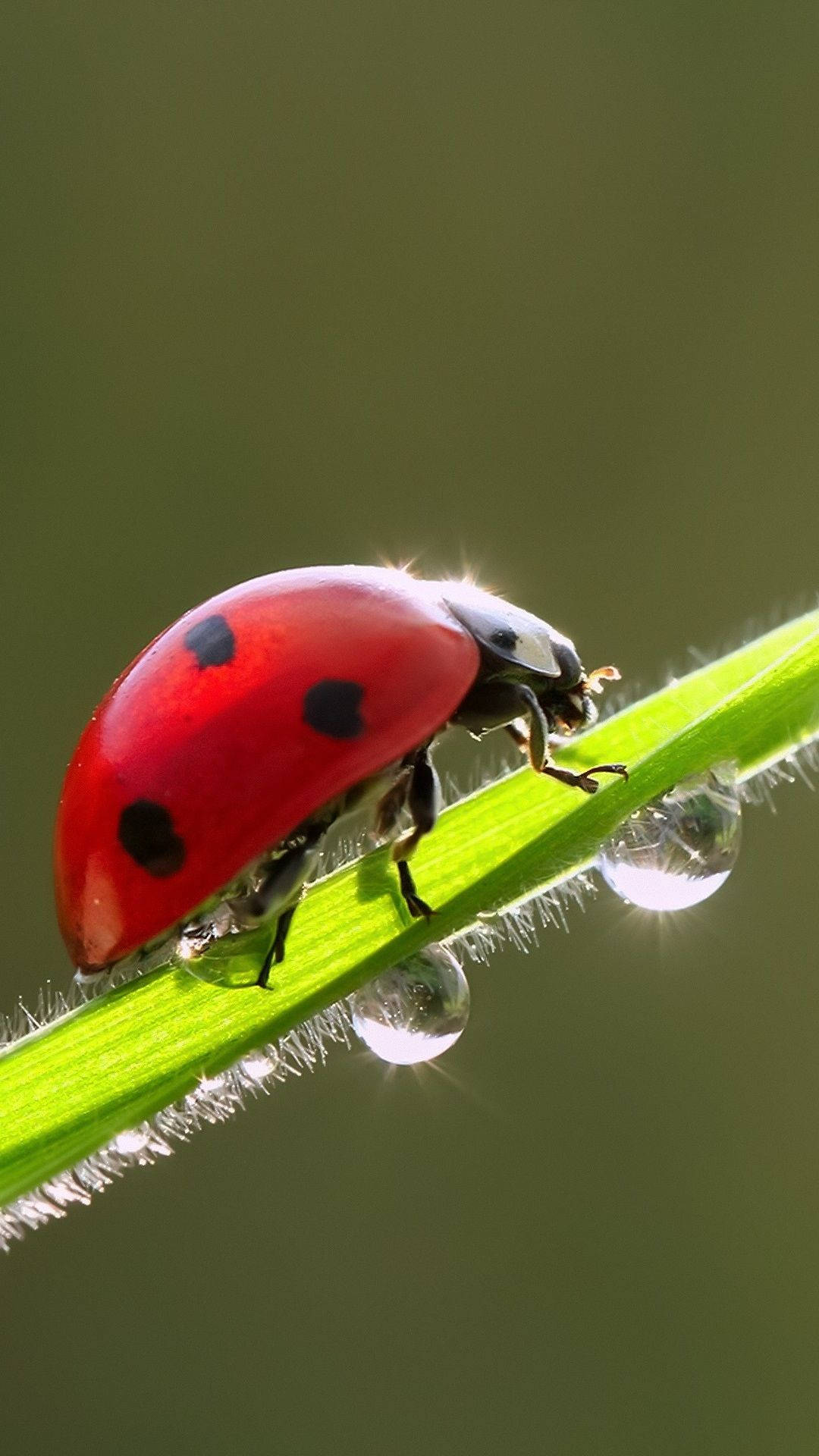 Ladybug Beetle On A Green Stem Wallpaper