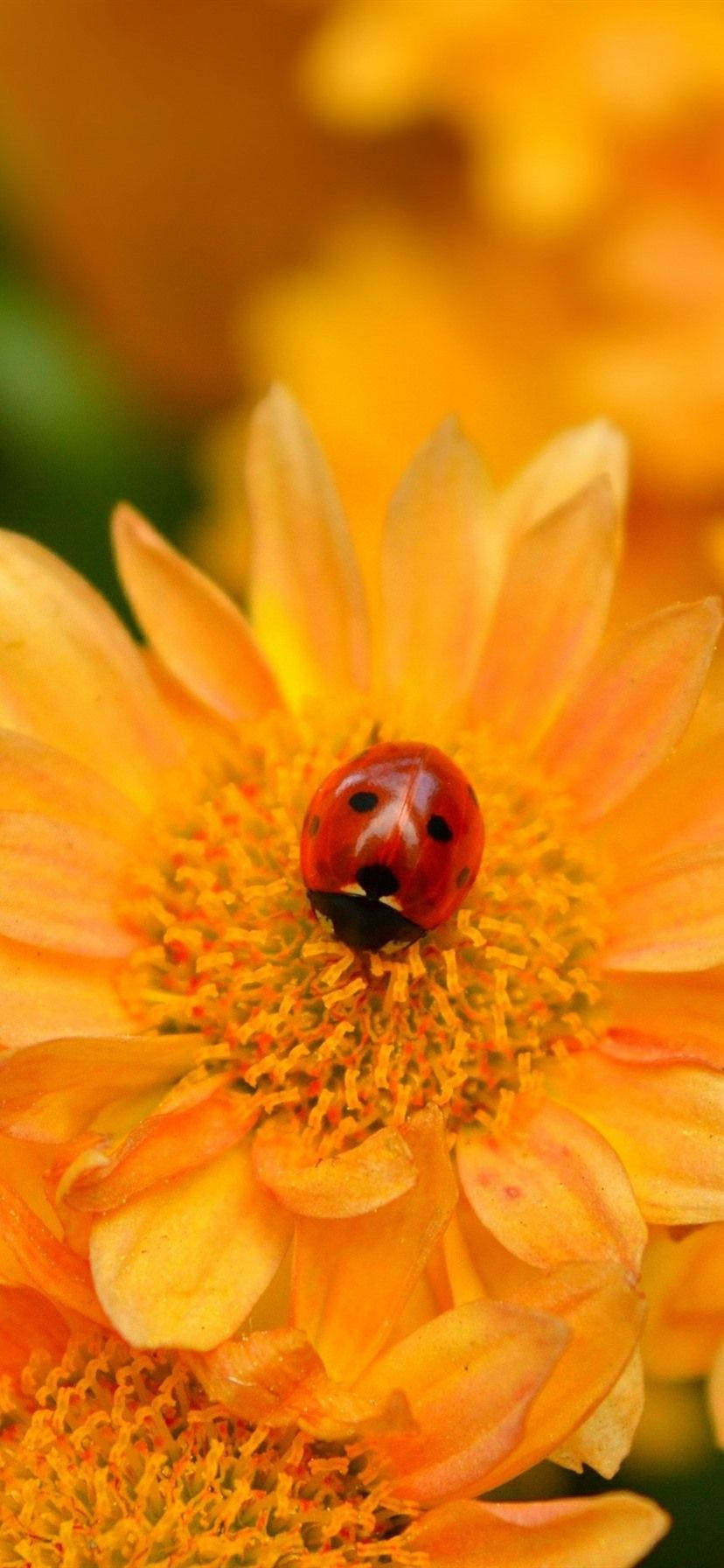 Ladybug Beetle On Orange Corn Daisy Wallpaper