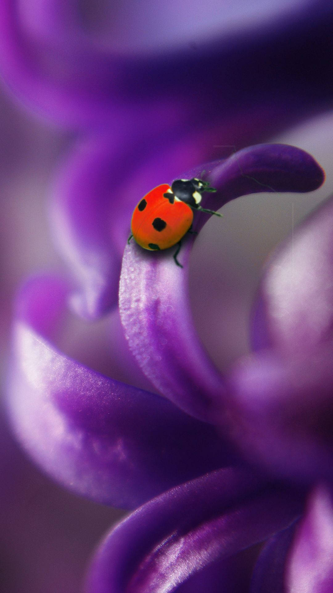 Ladybug Beetle On Purple Flower Wallpaper