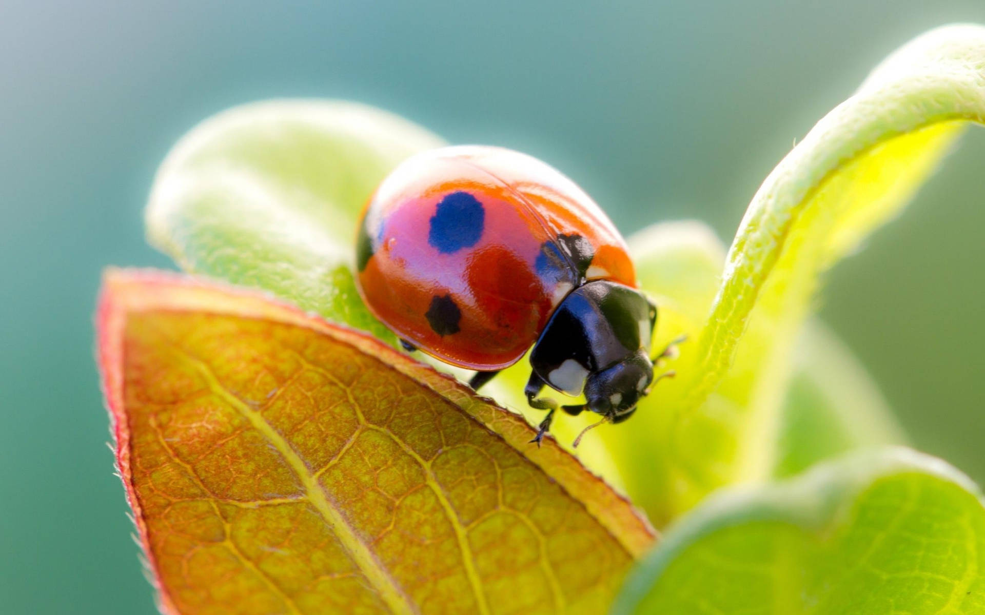 Ladybug Beetle On The Move Wallpaper