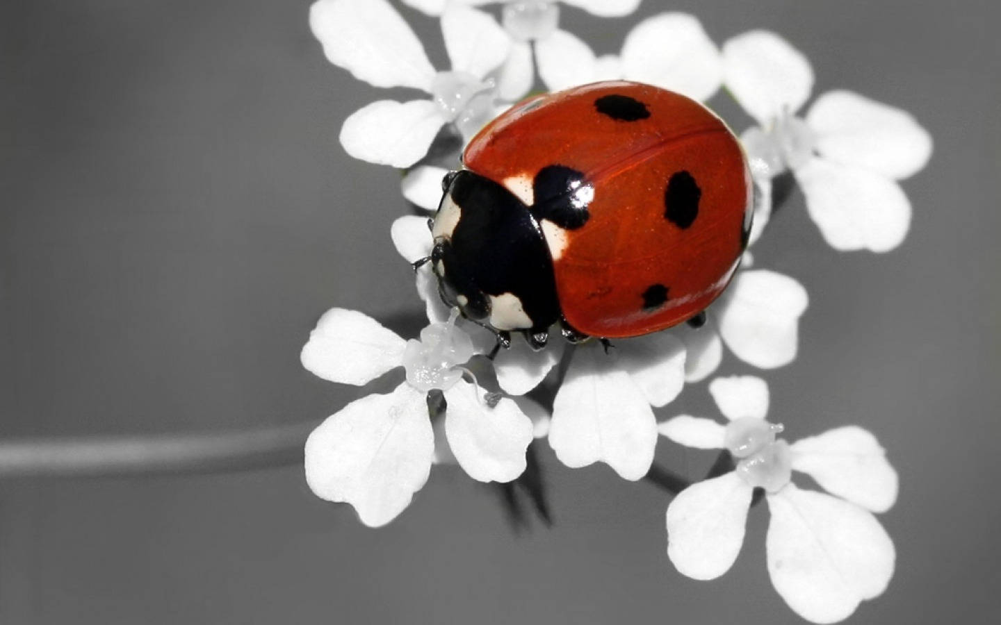 Ladybug Beetle på hvide blomster Wallpaper