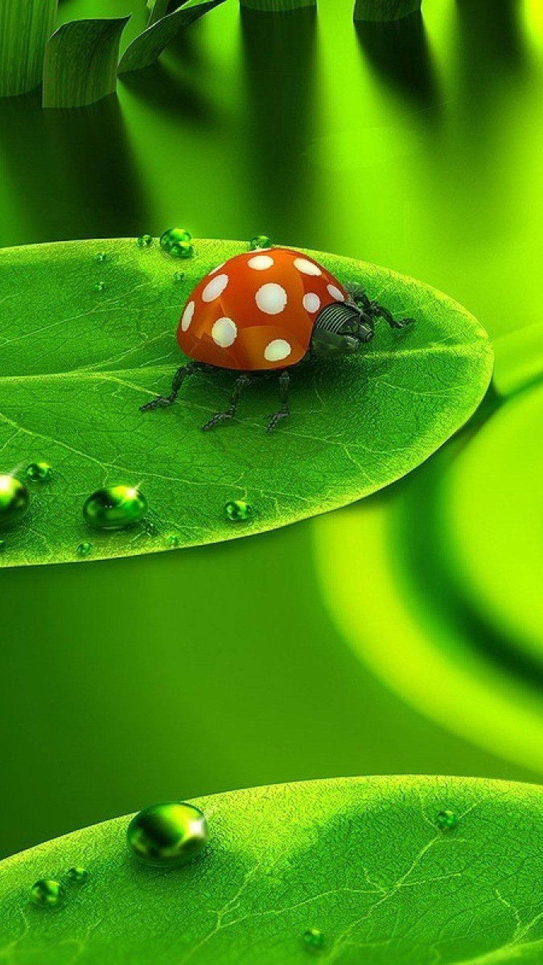 Ladybug Beetle With White Spots Wallpaper