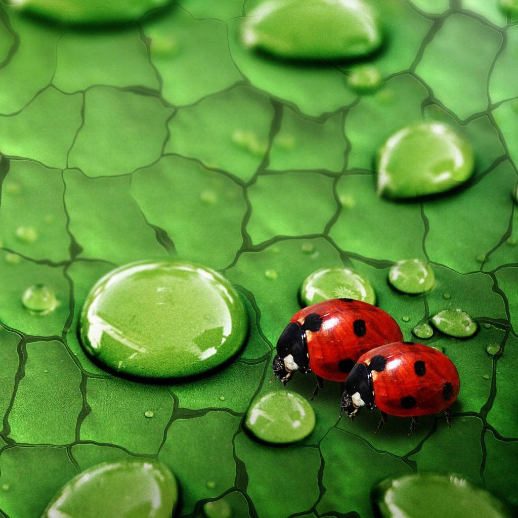 Ladybug Beetles On A Patterned Leaf Wallpaper