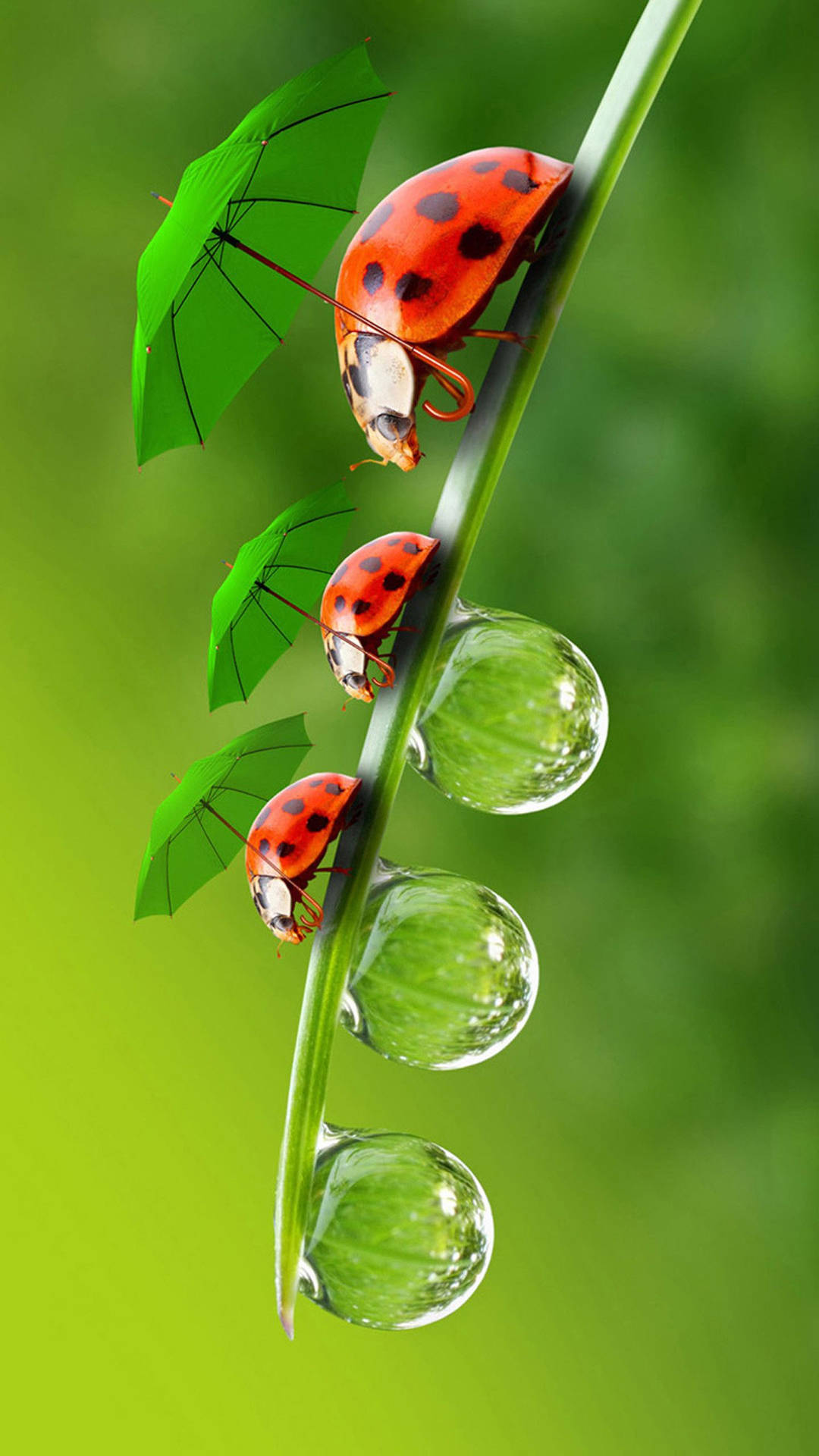 Ladybug Beetles With Green Umbrellas Wallpaper