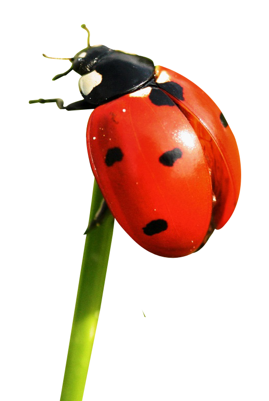 Ladybug Clingingto Green Stem PNG
