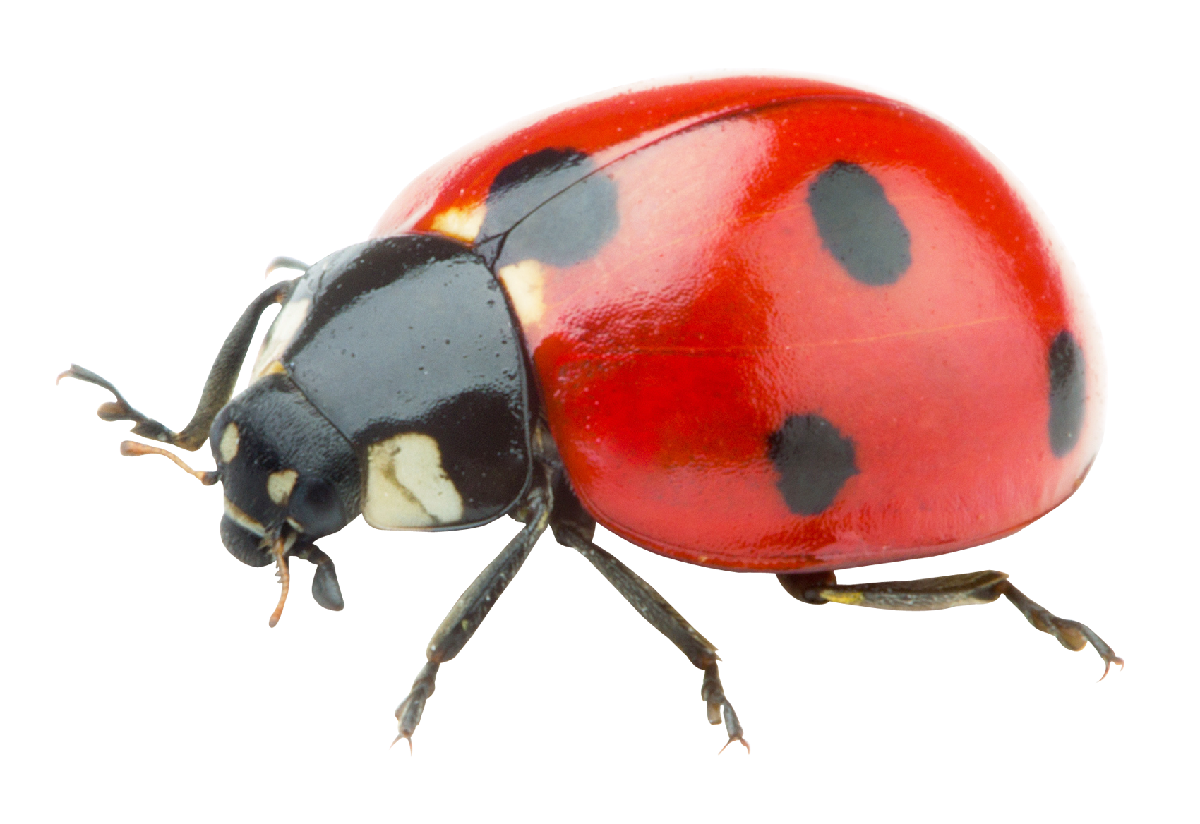 Ladybug Close Up Transparent Background PNG