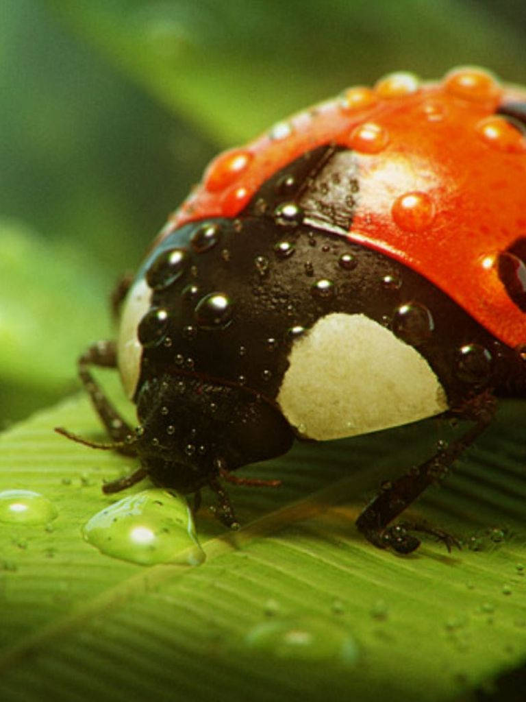 Ladybug Covered In Mists Wallpaper
