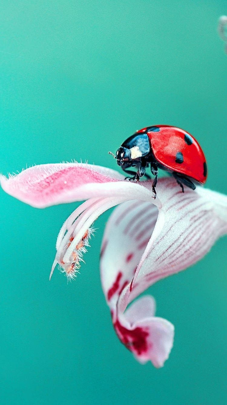 Ladybug Crawling On A Pink Flower Wallpaper