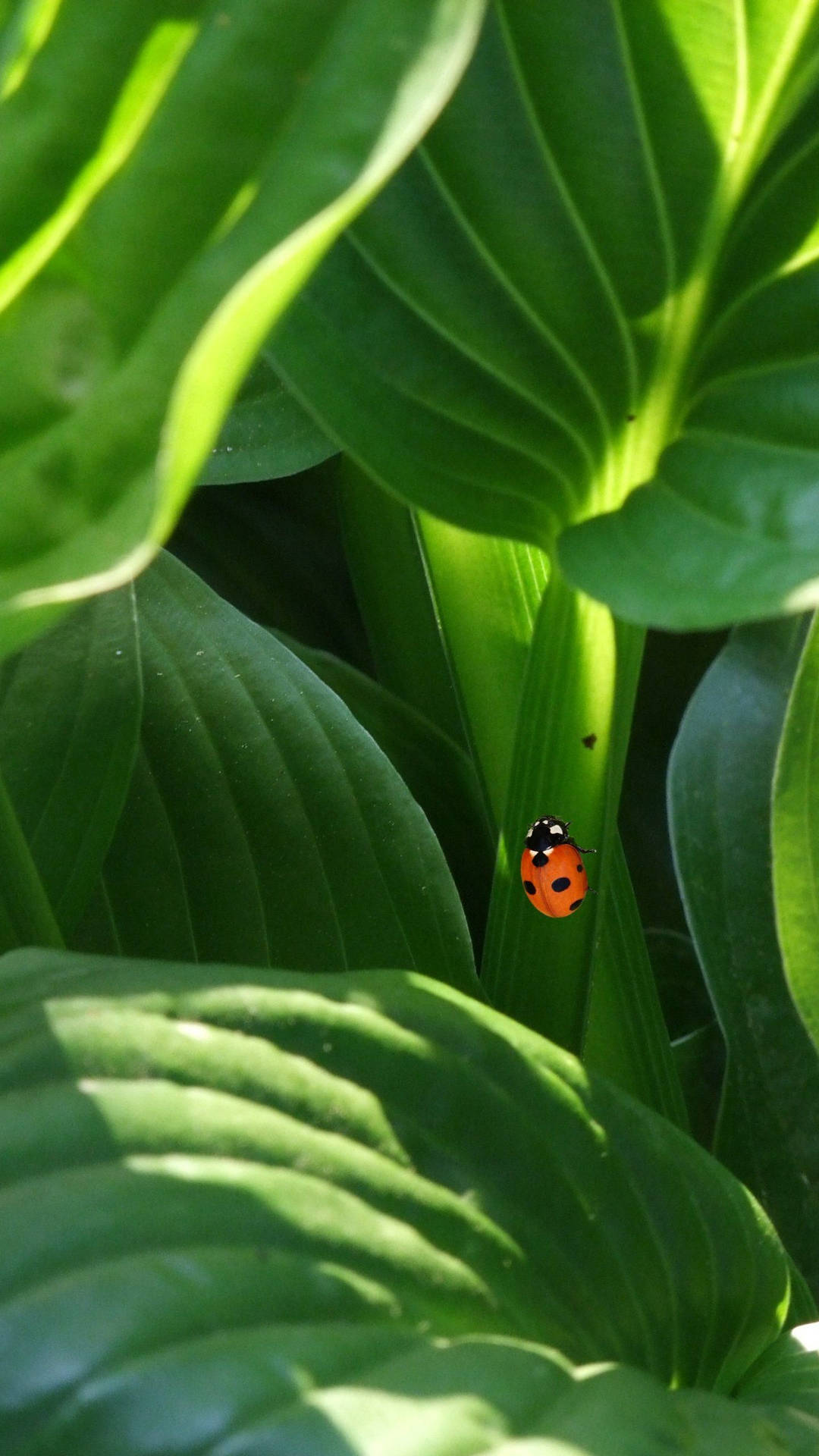 Ladybug Crawling On Lush Green Leaves Wallpaper