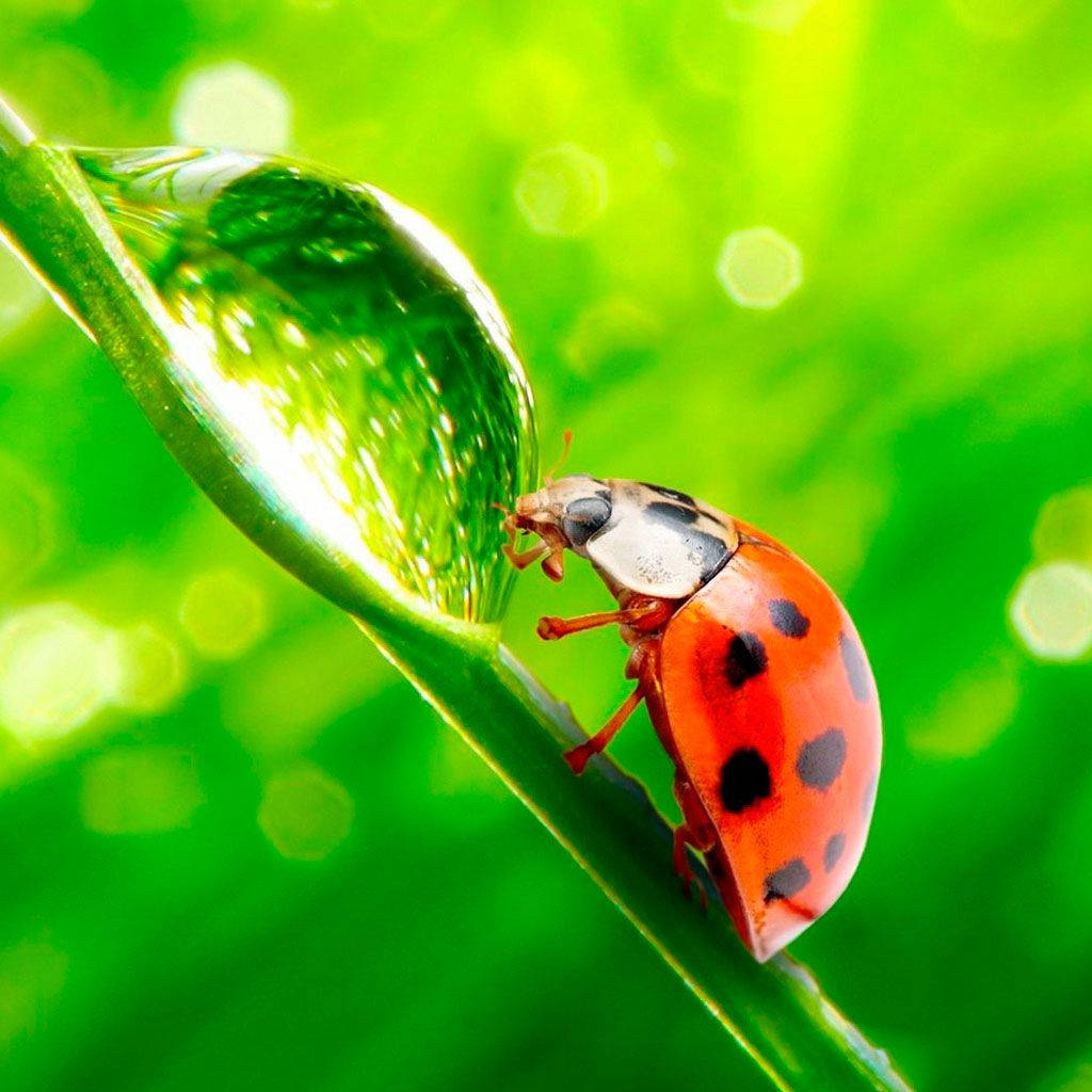 Ladybug Drinking On Water A Droplet Picture