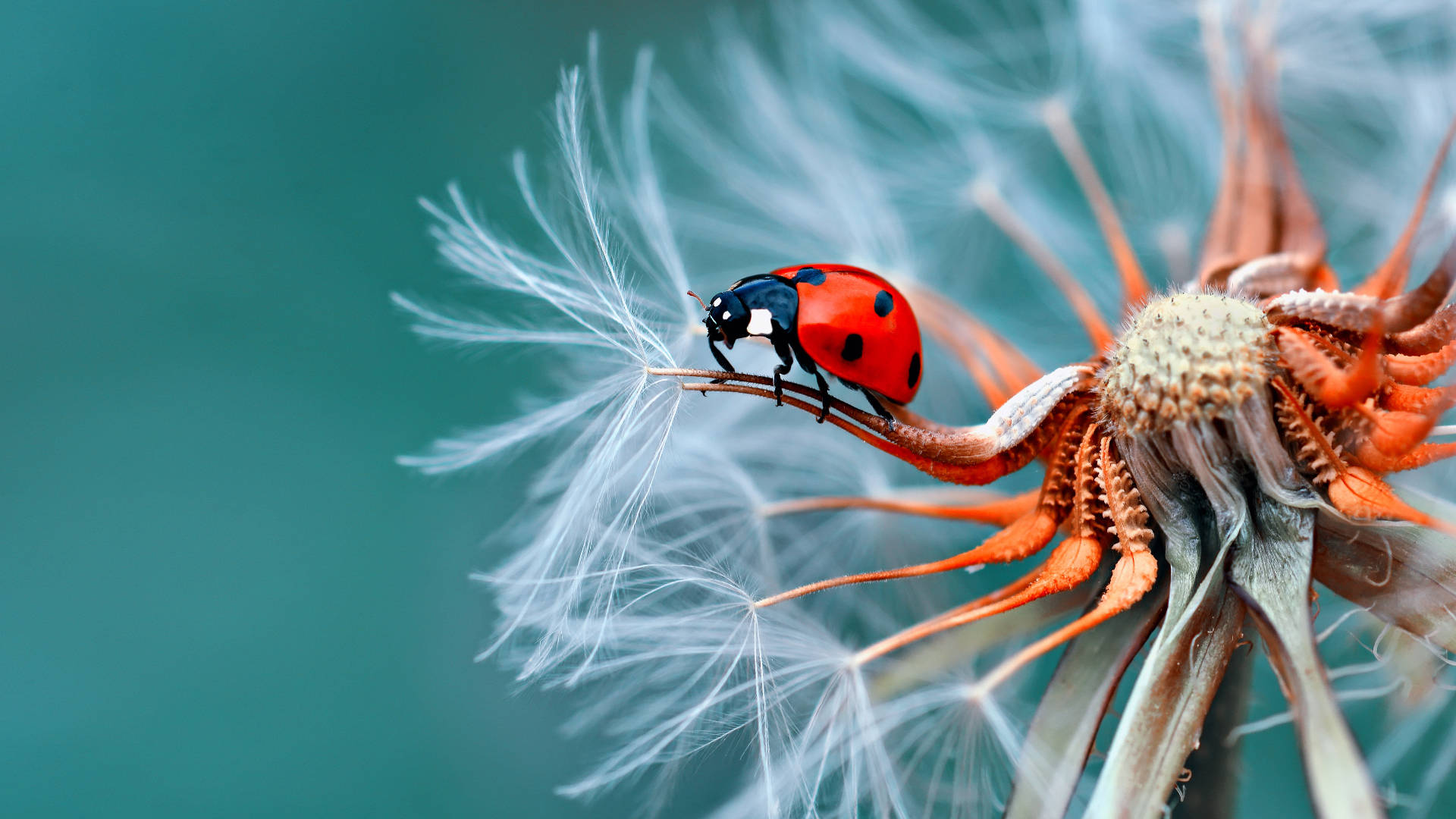 Ladybug Full Screen Desktop Background