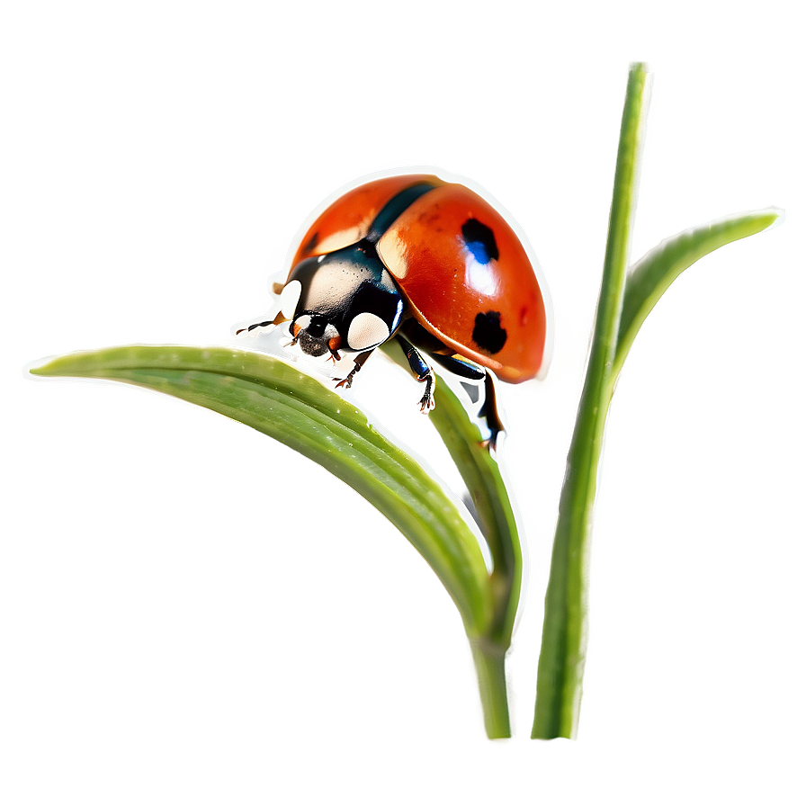 Ladybug In Natural Habitat Png 05242024 PNG