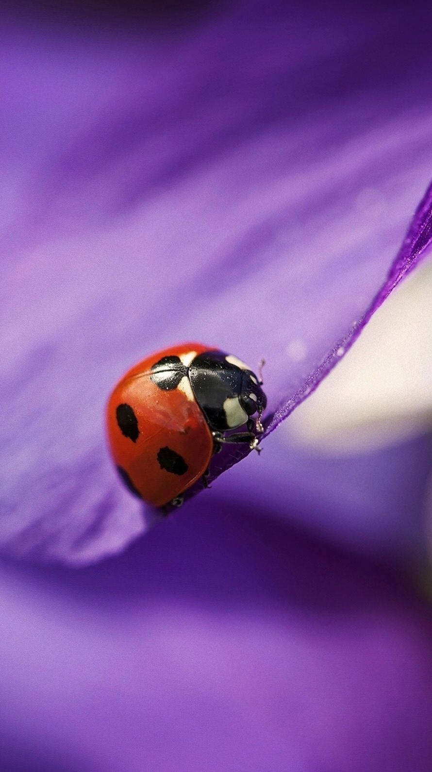 Ladybug Insect On A Purple Petal Wallpaper
