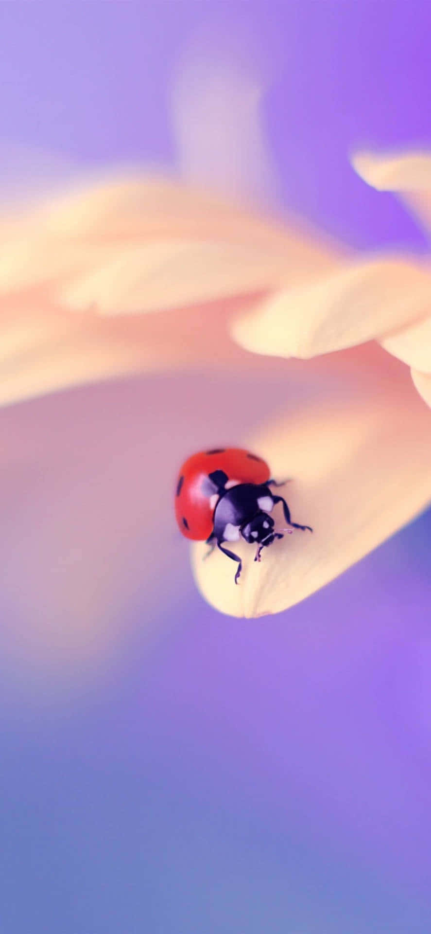 "Unlock Nature's Secrets with the Ladybug Iphone" Wallpaper