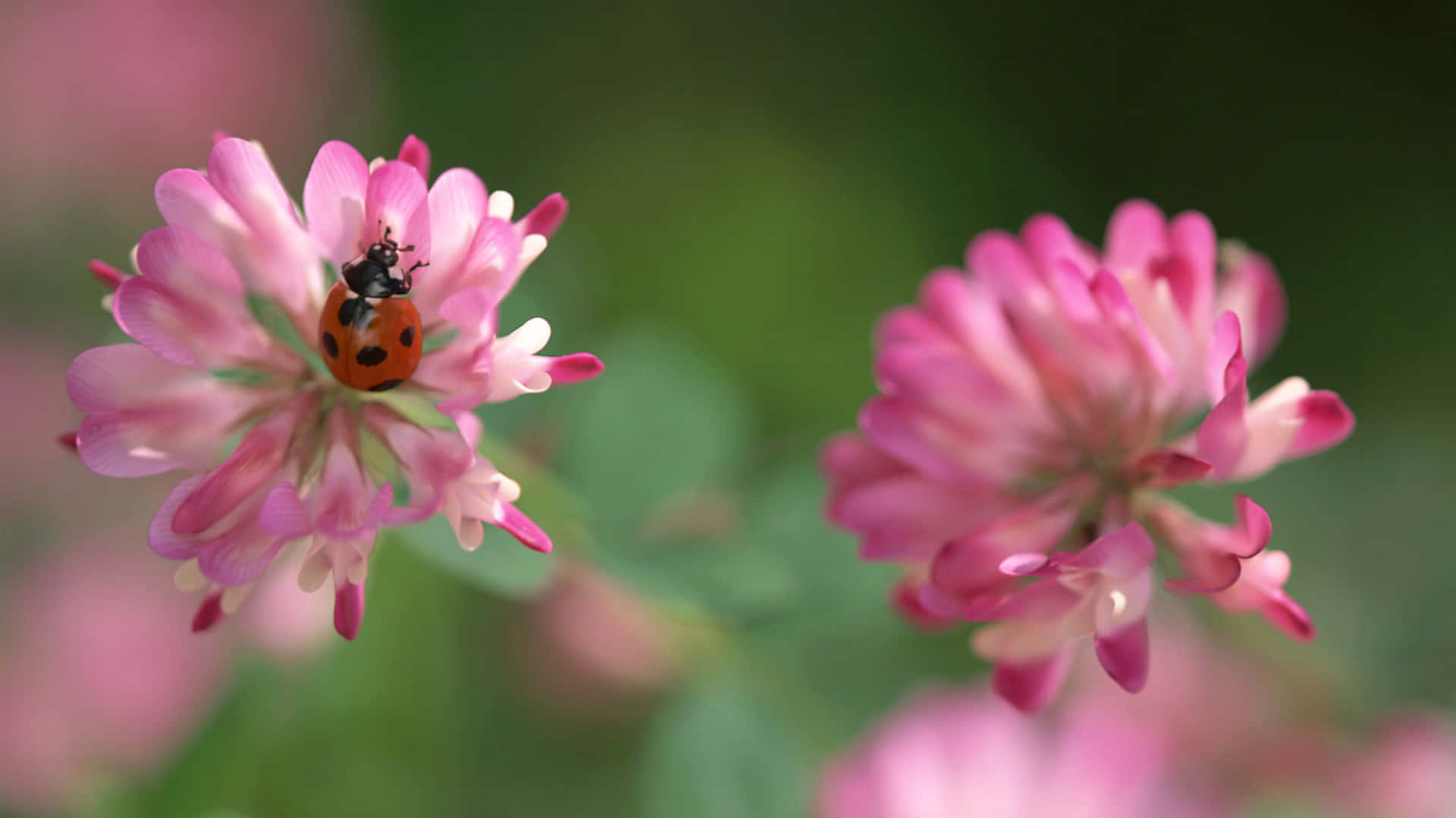 Regardez Notre Adorable Coccinelle Iphone Fond d'écran