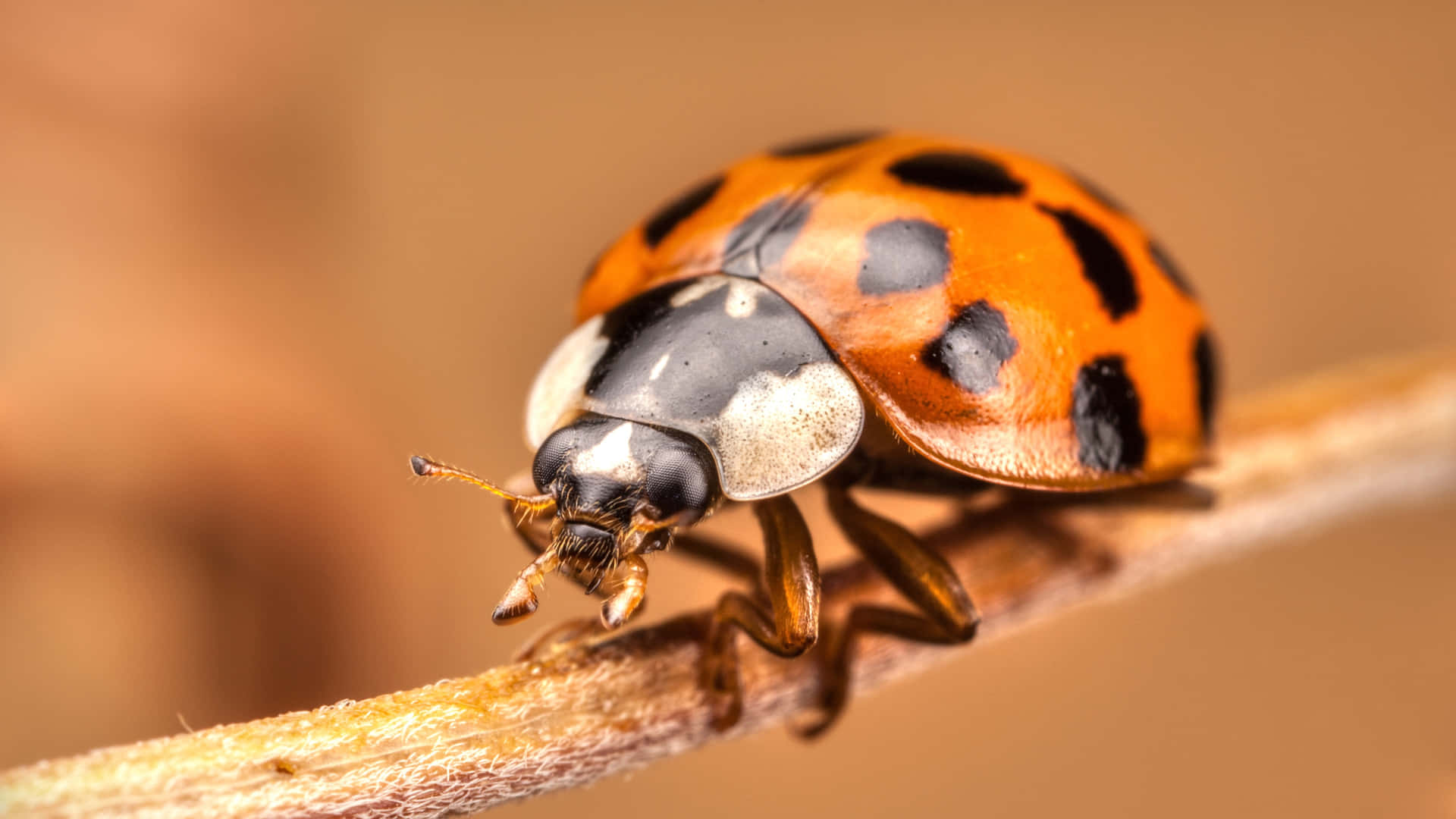Best Ladybug Iphone! Wallpaper