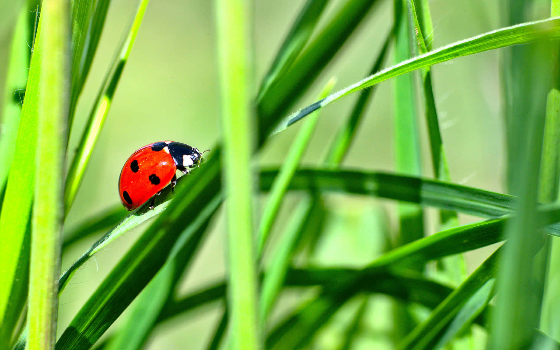 Ladybug In The Grass Wallpaper