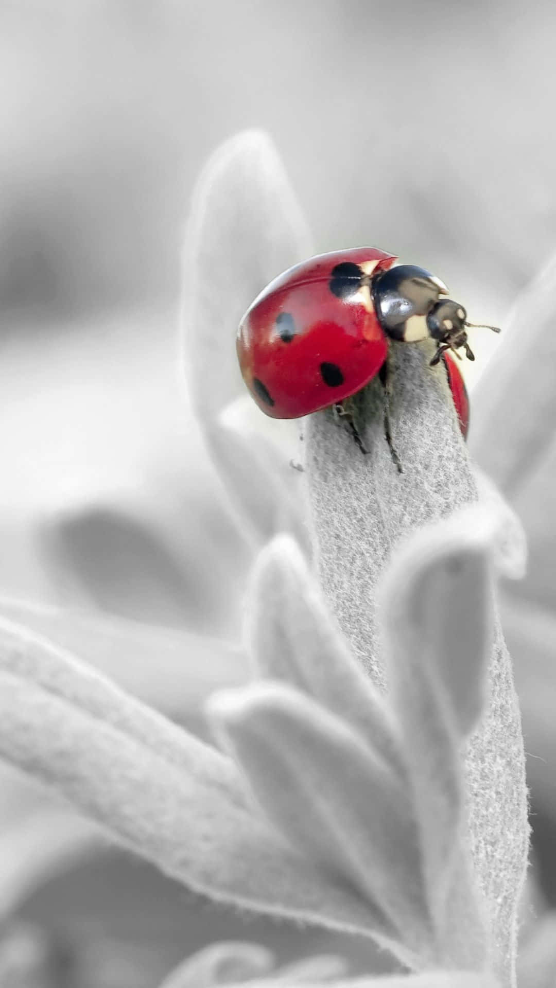A Ladybug Is Sitting On A Plant In Black And White Wallpaper