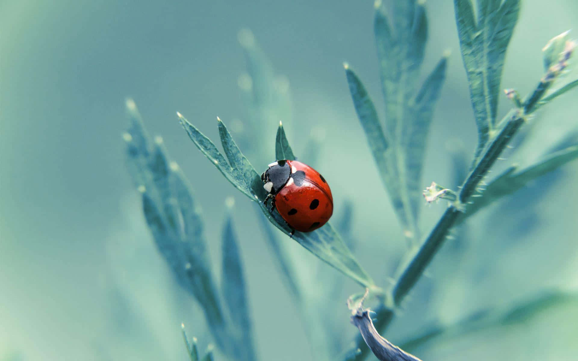 Ladybug On A Plant Wallpaper