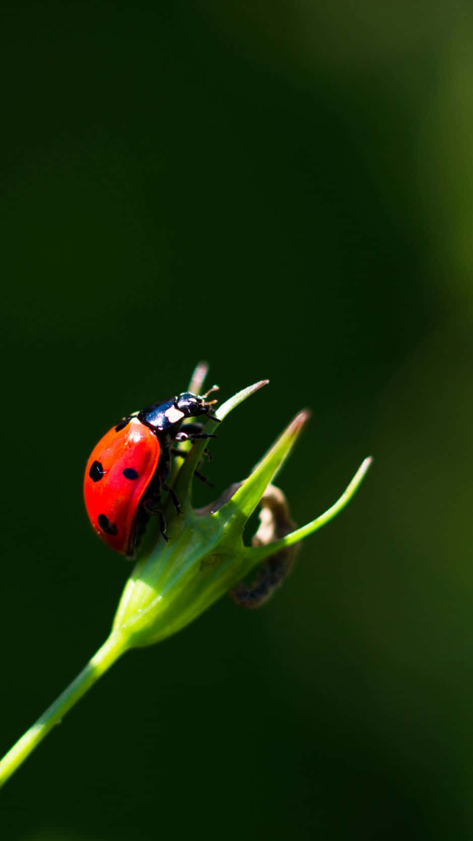 Coccinelle Sur Une Plante Verte Fond d'écran