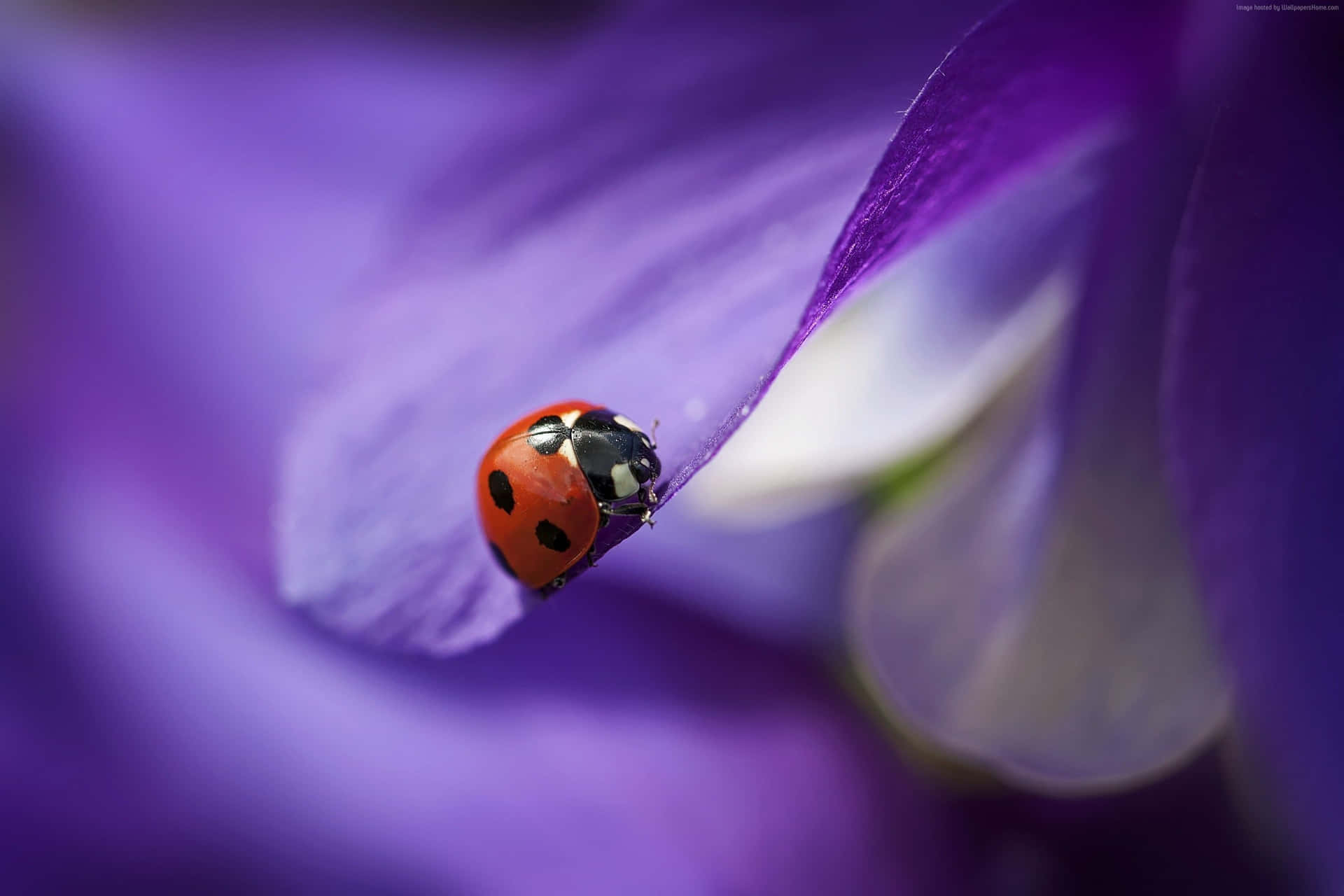 A colorful ladybug on an iPhone Wallpaper