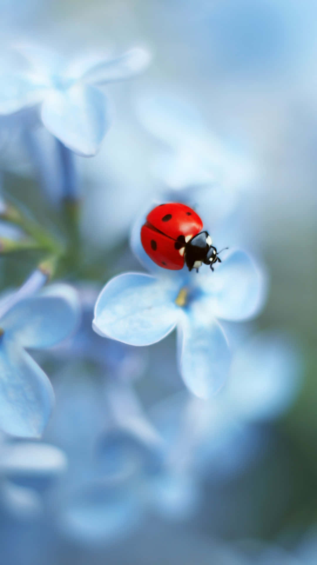 Catch a Ladybug with Your iPhone Wallpaper