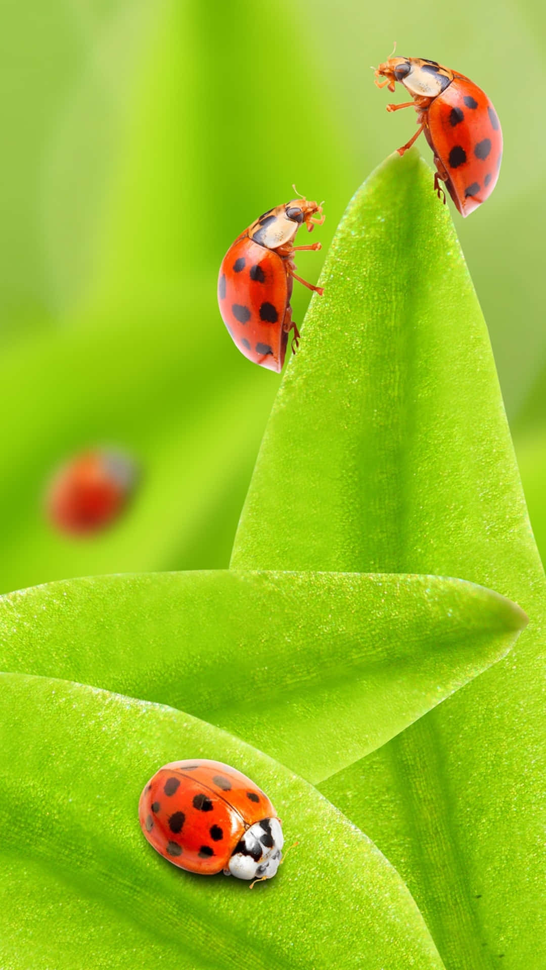 Ladybug Images - Free Download on Freepik