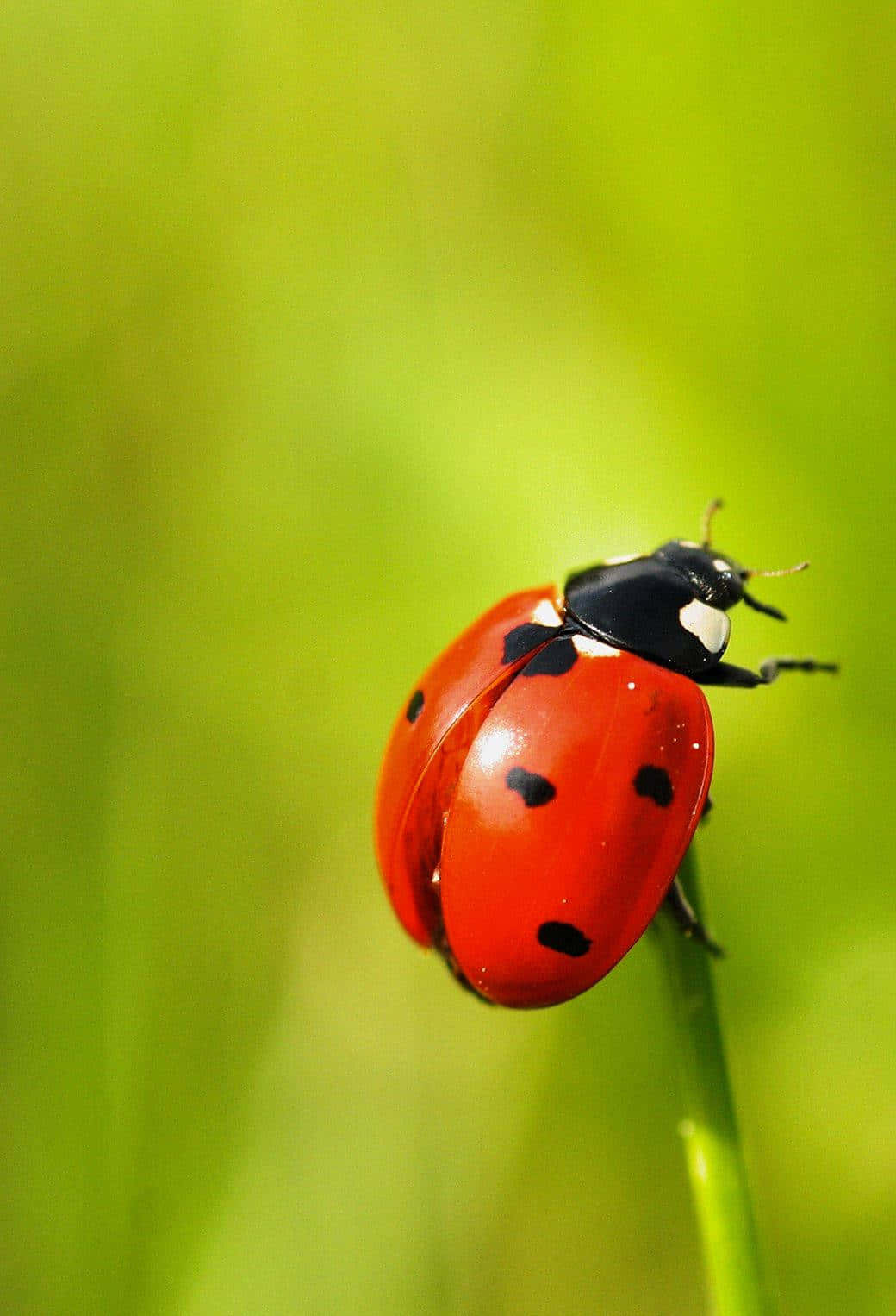 Show Off Your Fun Side with This Colorful Ladybug iPhone Case Wallpaper
