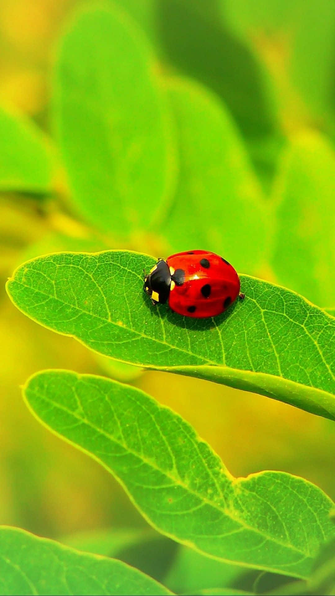 A Lively Red Ladybug Adorns This Iphone Wallpaper