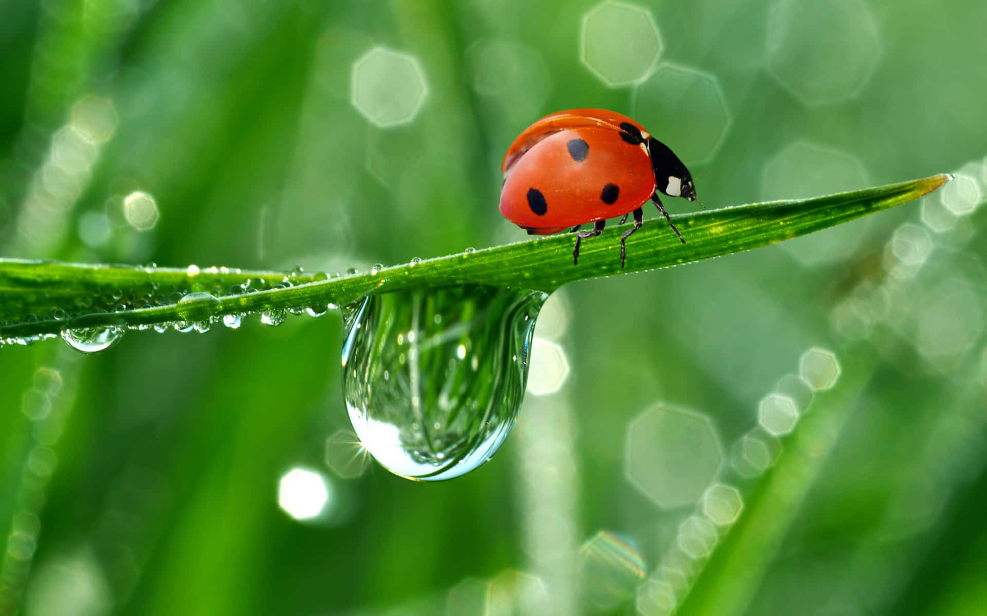 Ladybug On A Leaf With Water Droplets Wallpaper