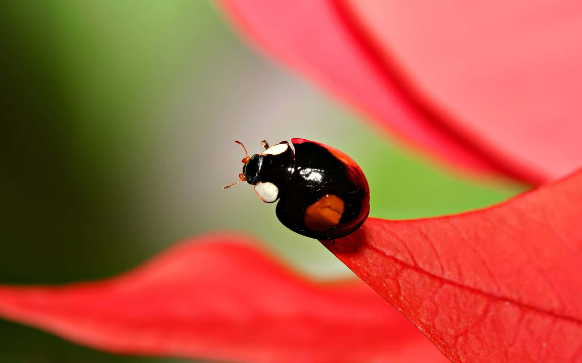 Ladybug iPhone nestled in nature Wallpaper