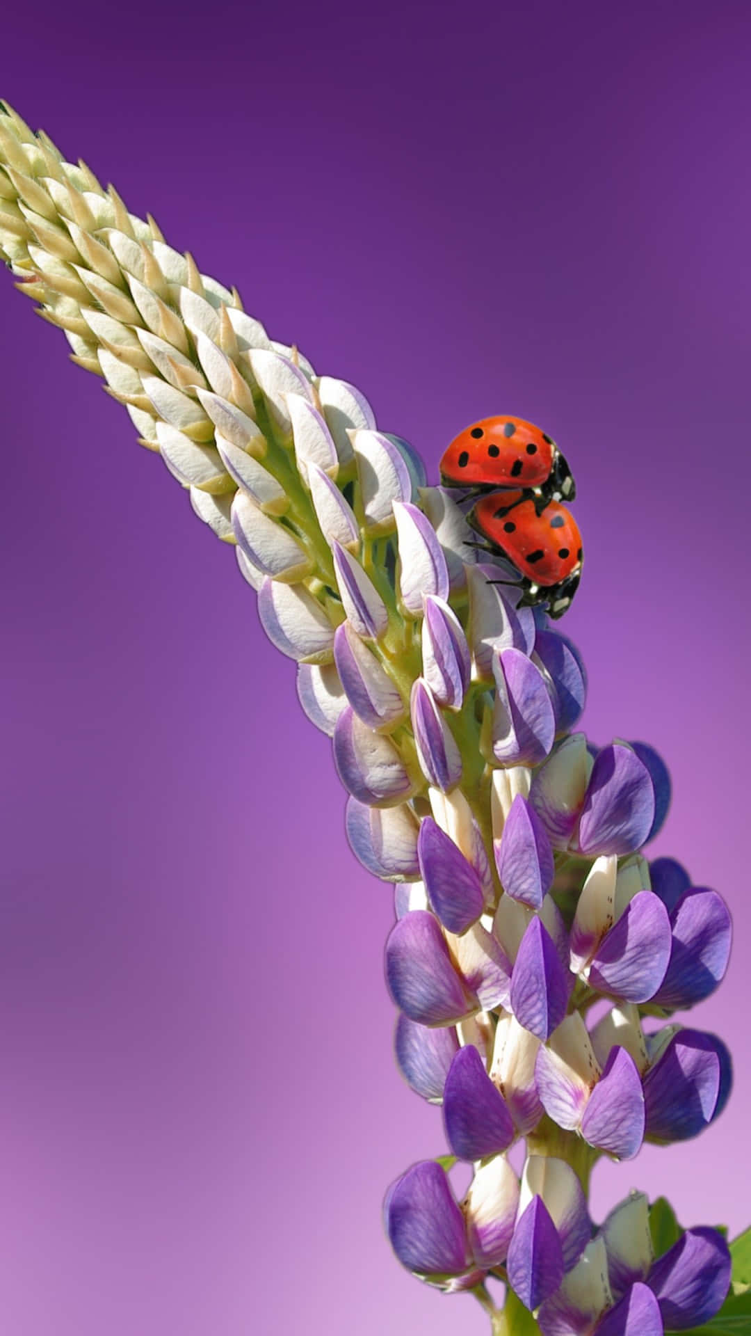 A cute ladybug perched on an iPhone Wallpaper