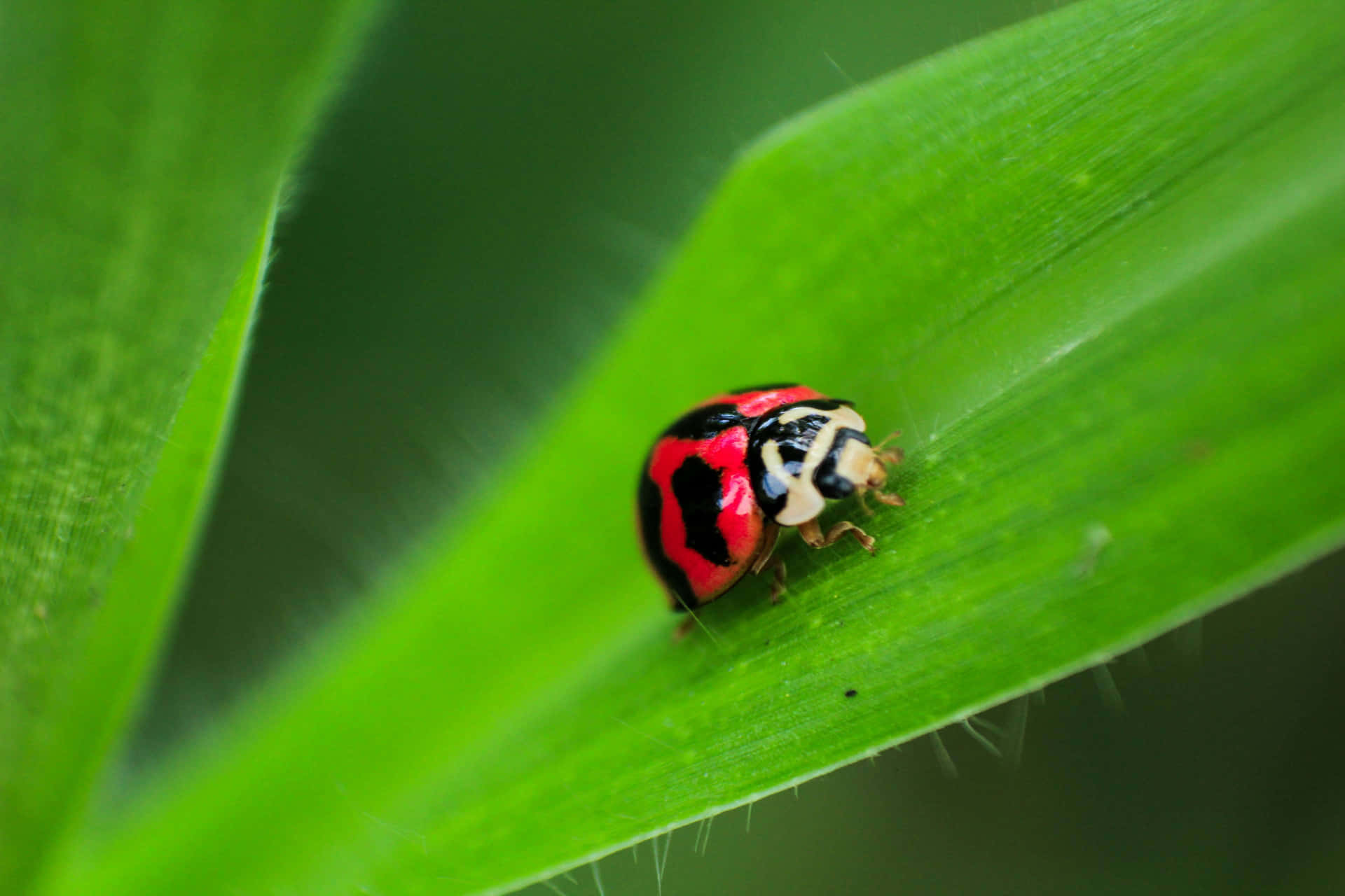A Ladybug Sitting On A Leaf Wallpaper