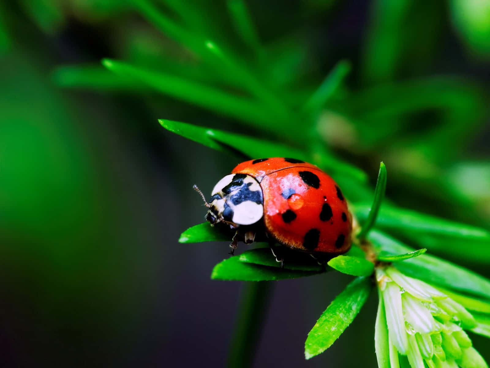 Iphonecon Coccinella In Cima Sfondo