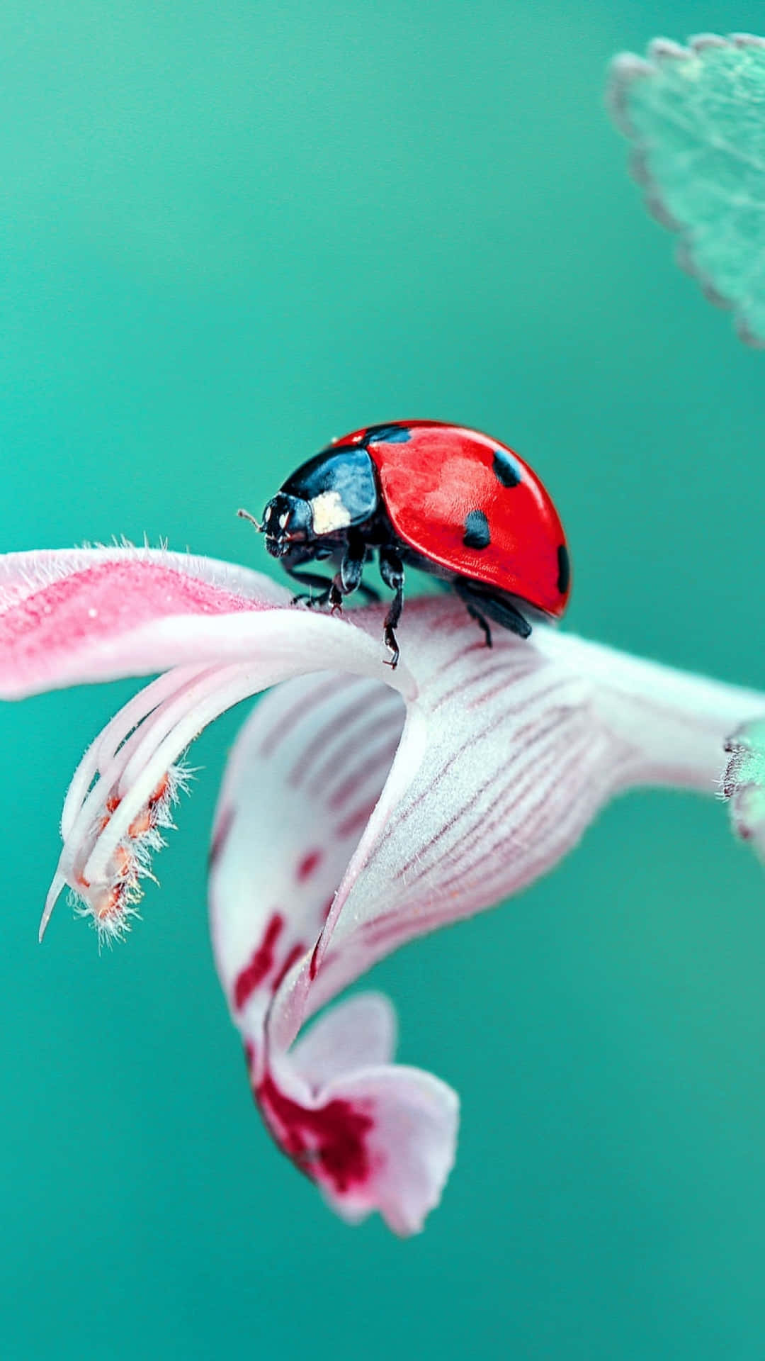 Démarquez-vous Avec Un Fabuleux Iphone Coccinelle Fond d'écran