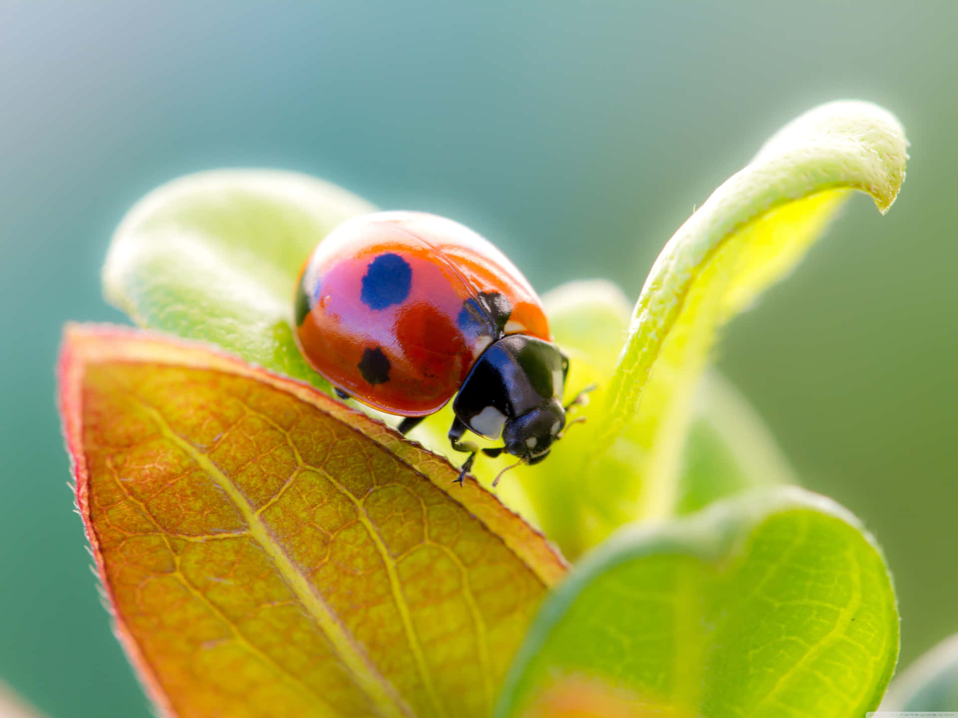 "Rediscover your creativity with the Ladybug Iphone!" Wallpaper