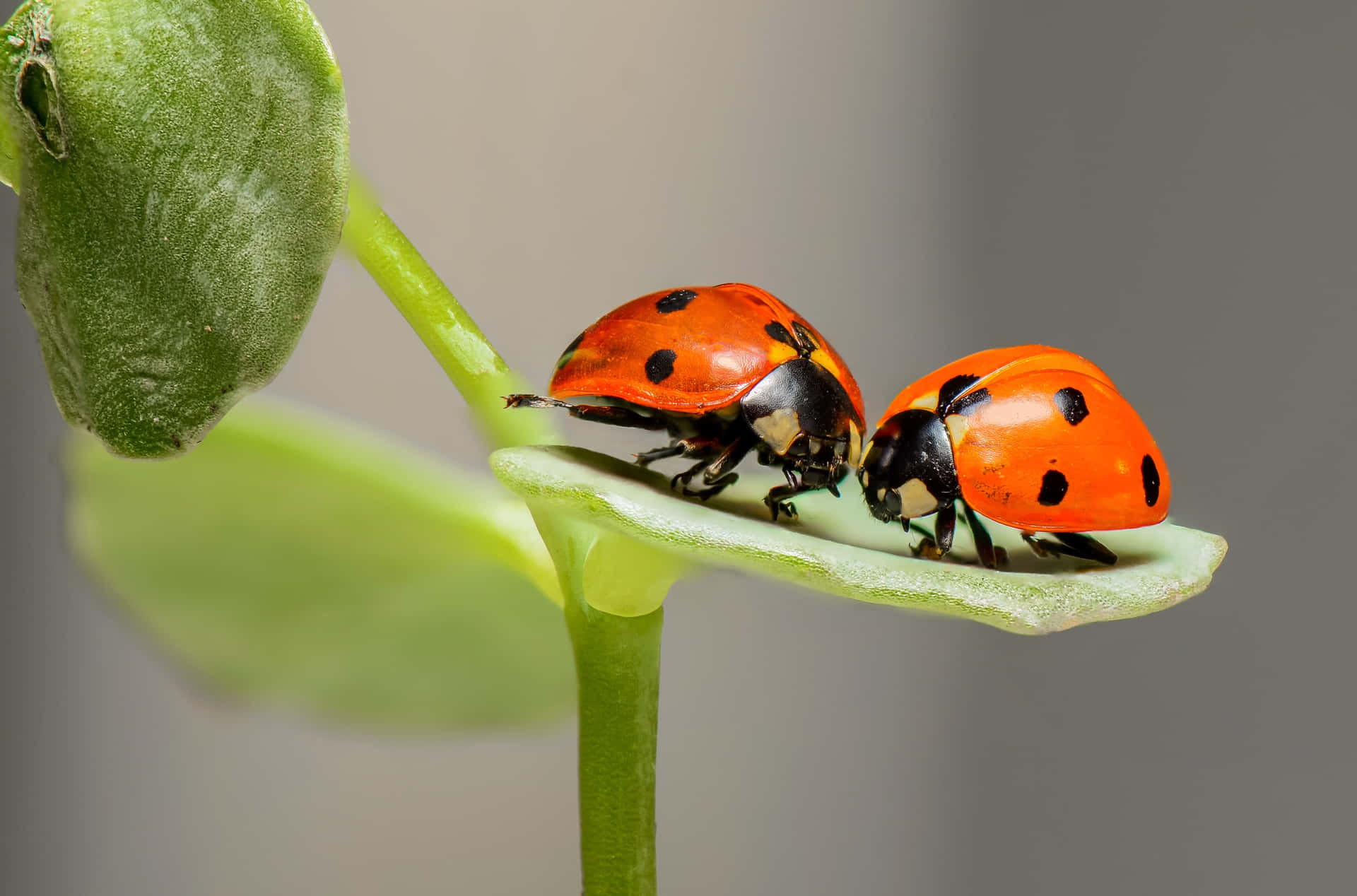 Two Ladybugs On A Leaf Wallpaper