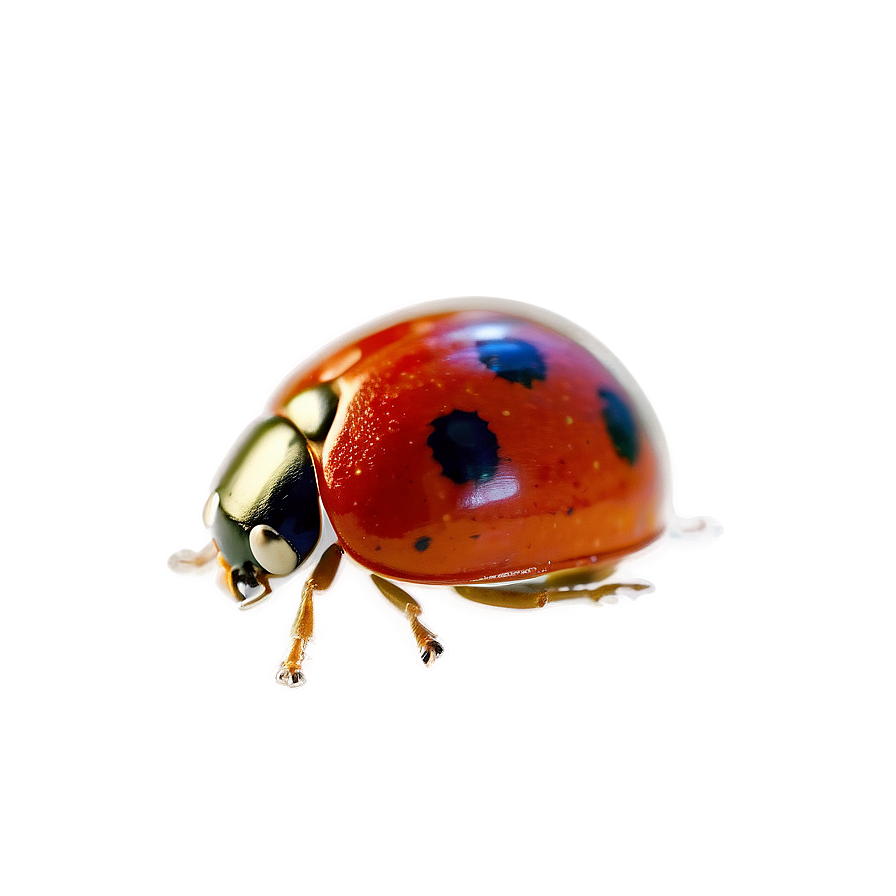 Ladybug Macro Photography Png 9 PNG