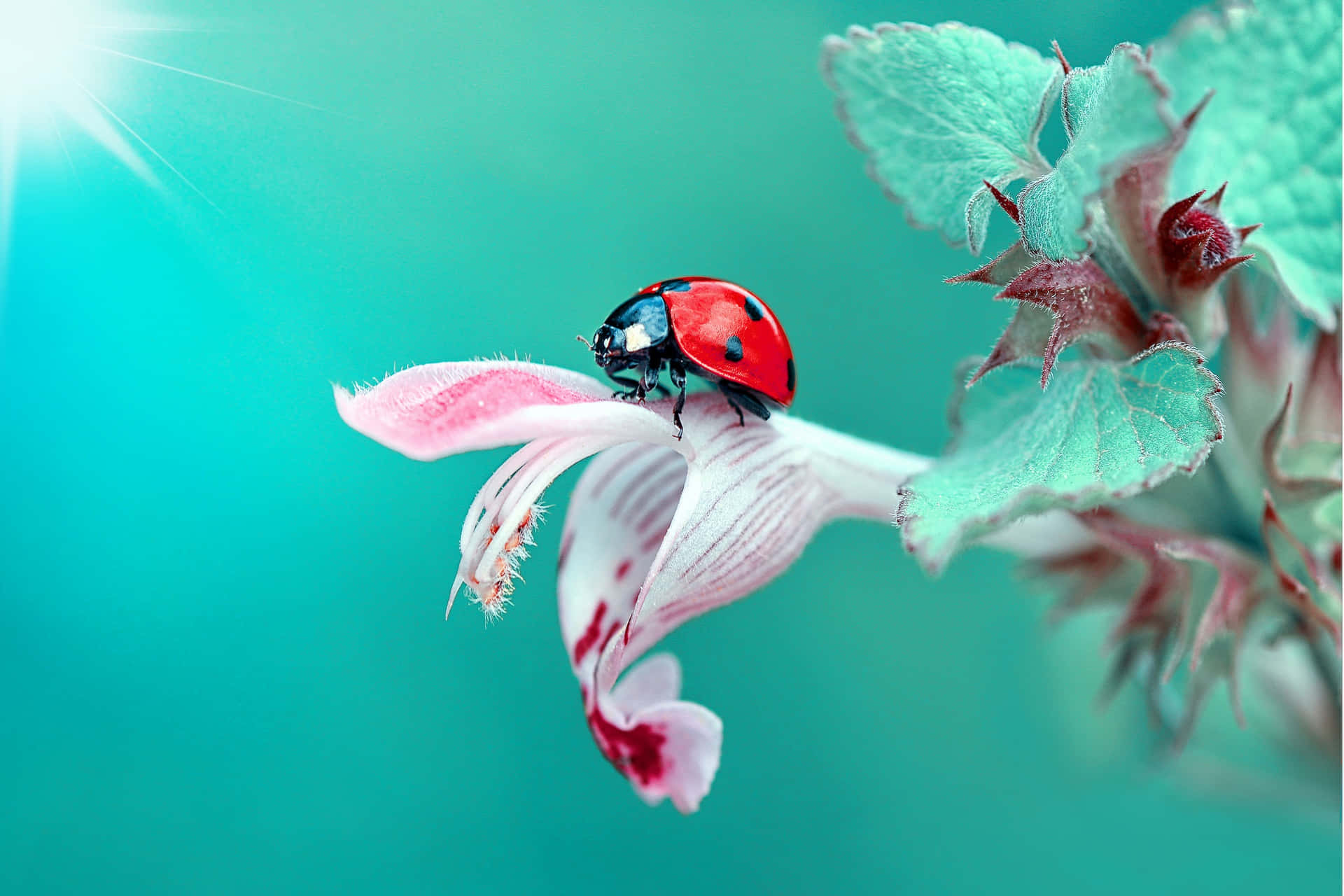 Ladybug Magnificent Life Of Insects Wallpaper
