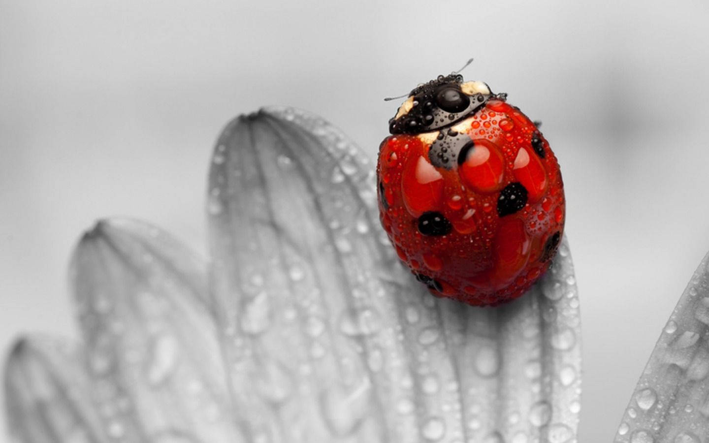 Ladybug On A Greyscale Flower Wallpaper