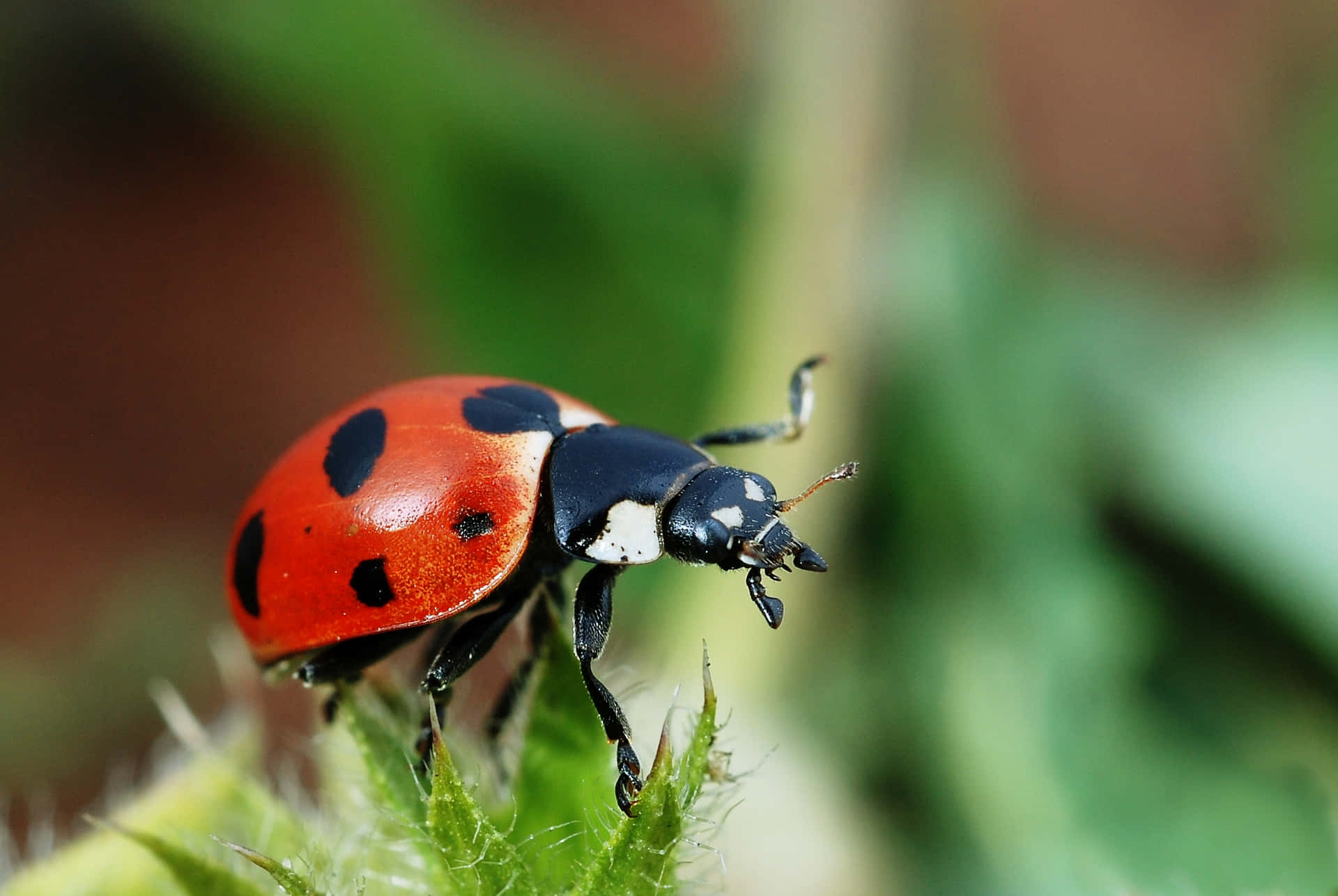 Ladybug Pictures