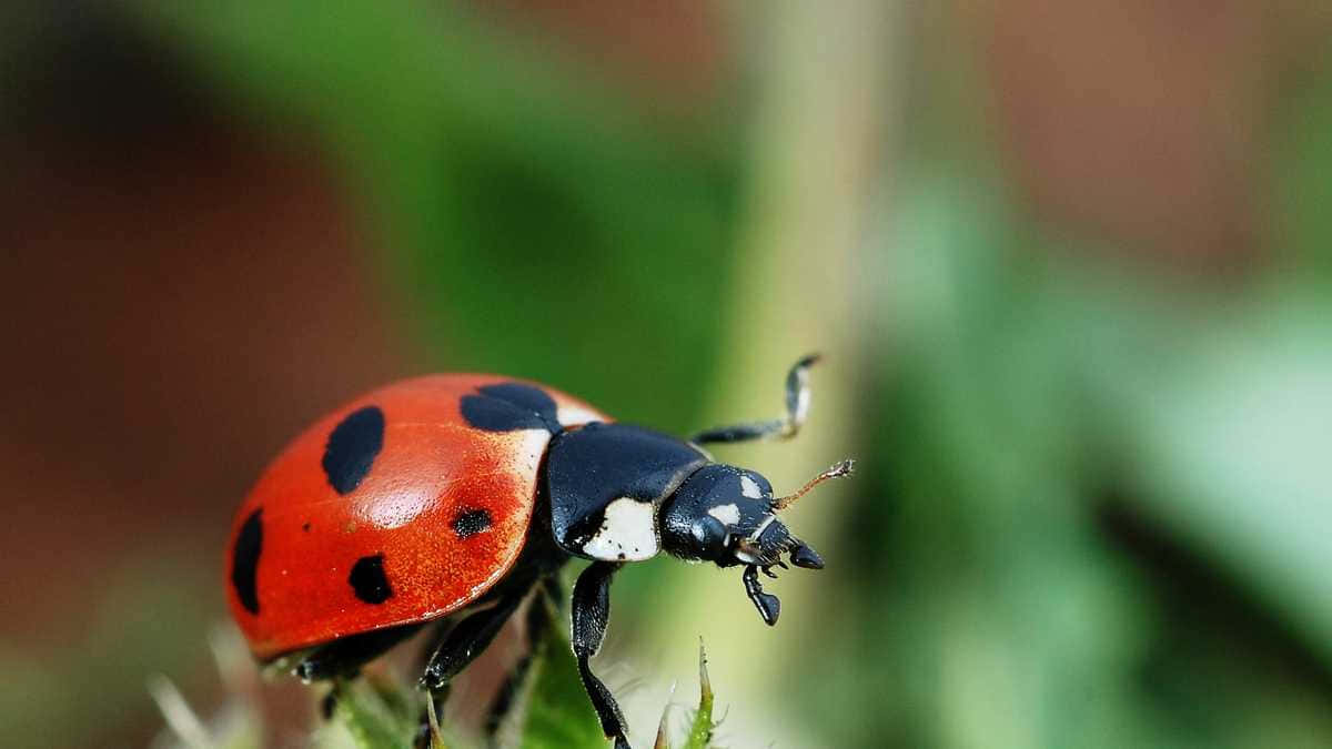 Ladybug Pictures