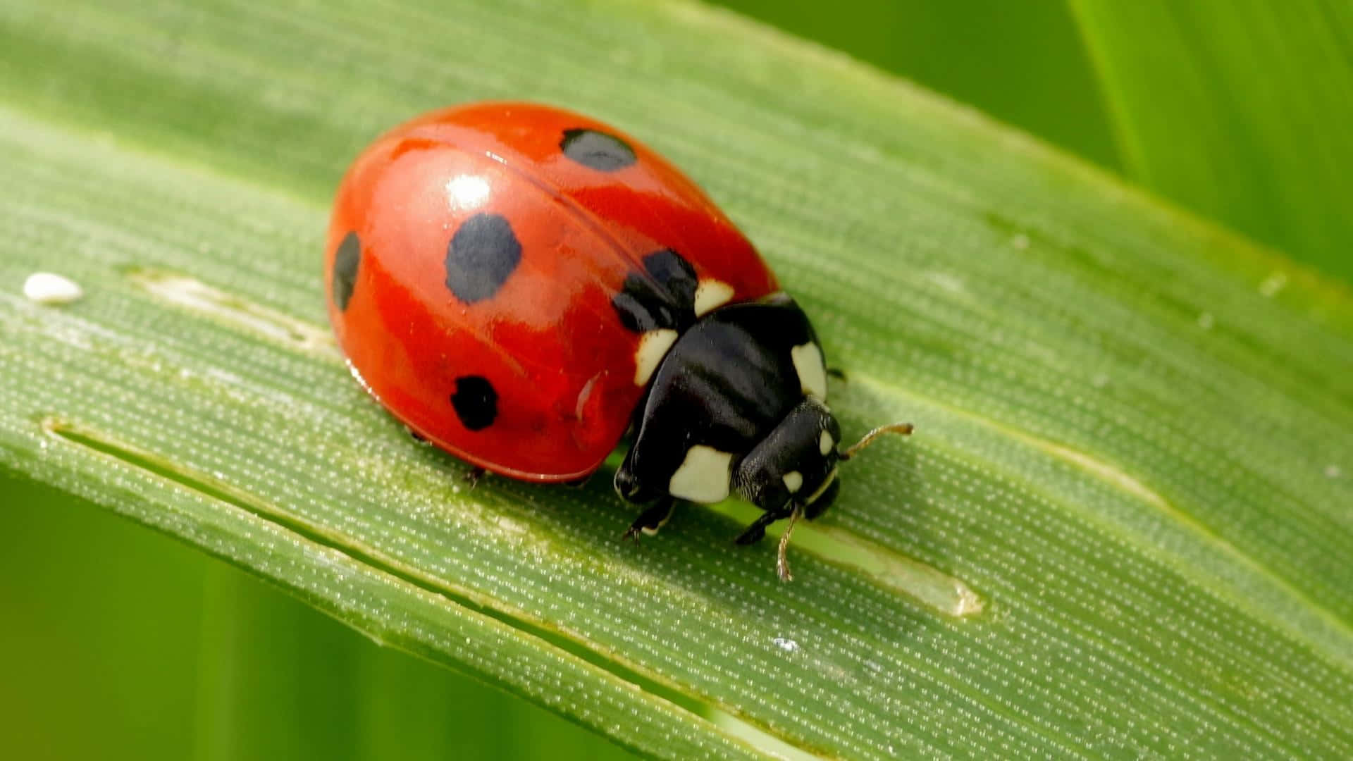 Ladybug Pictures