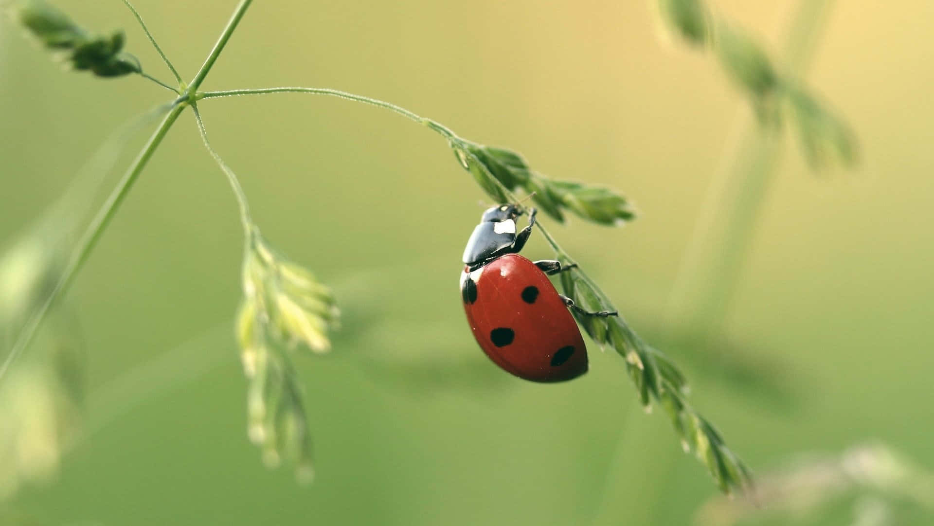 Ladybug Pictures