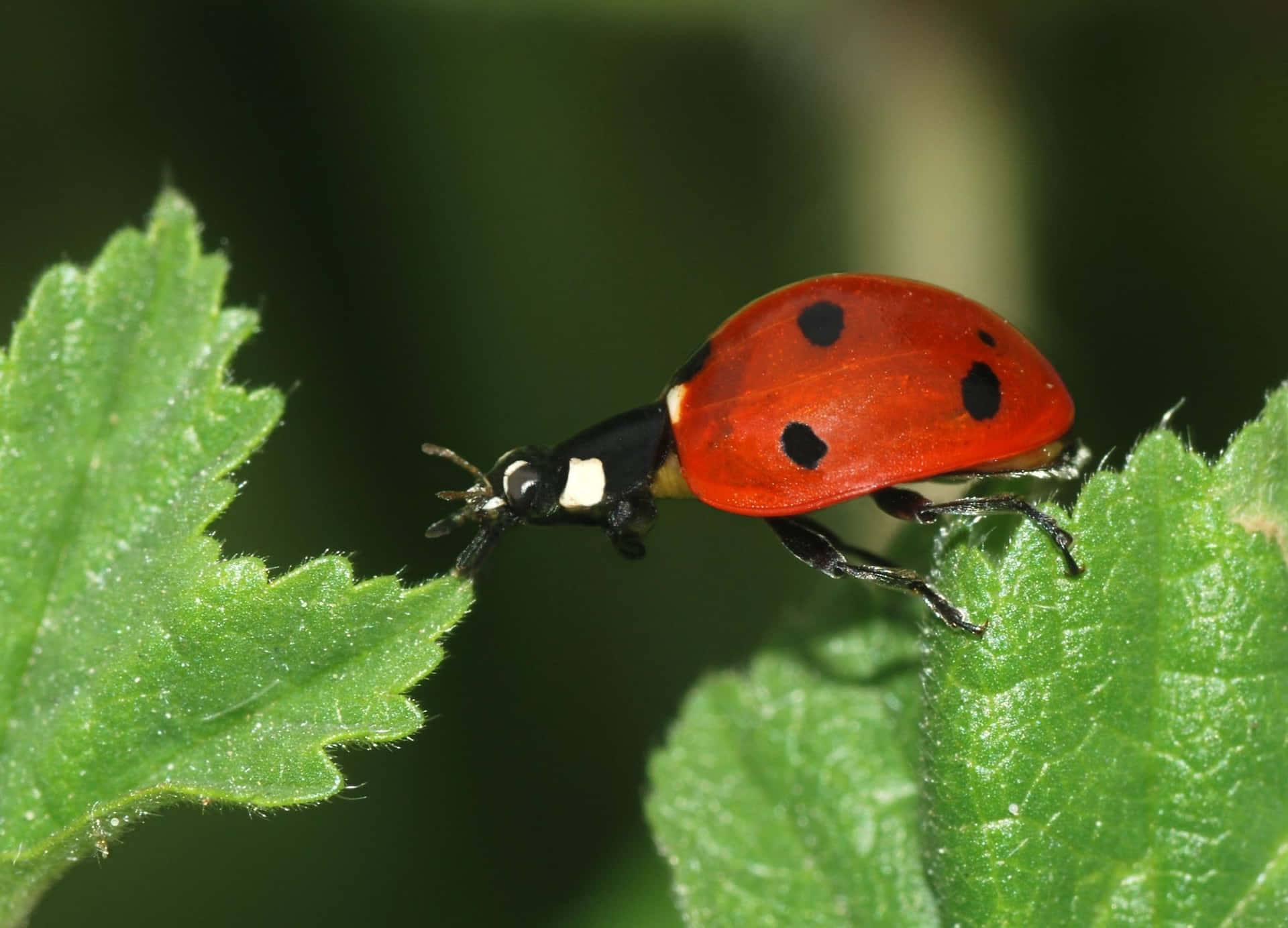 Ladybug Resting On A Leaf