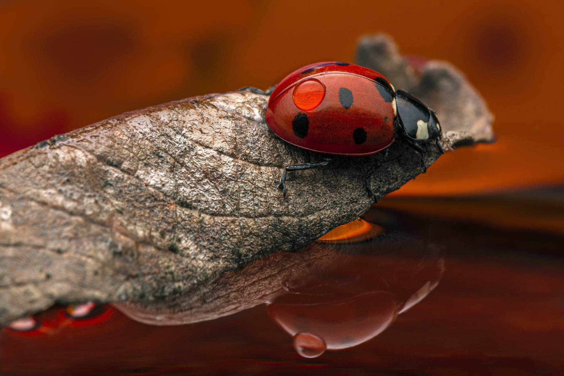 Ladybug Riding A Dried Leaf Wallpaper