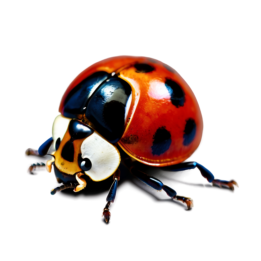 Ladybug Side View Png 98 PNG