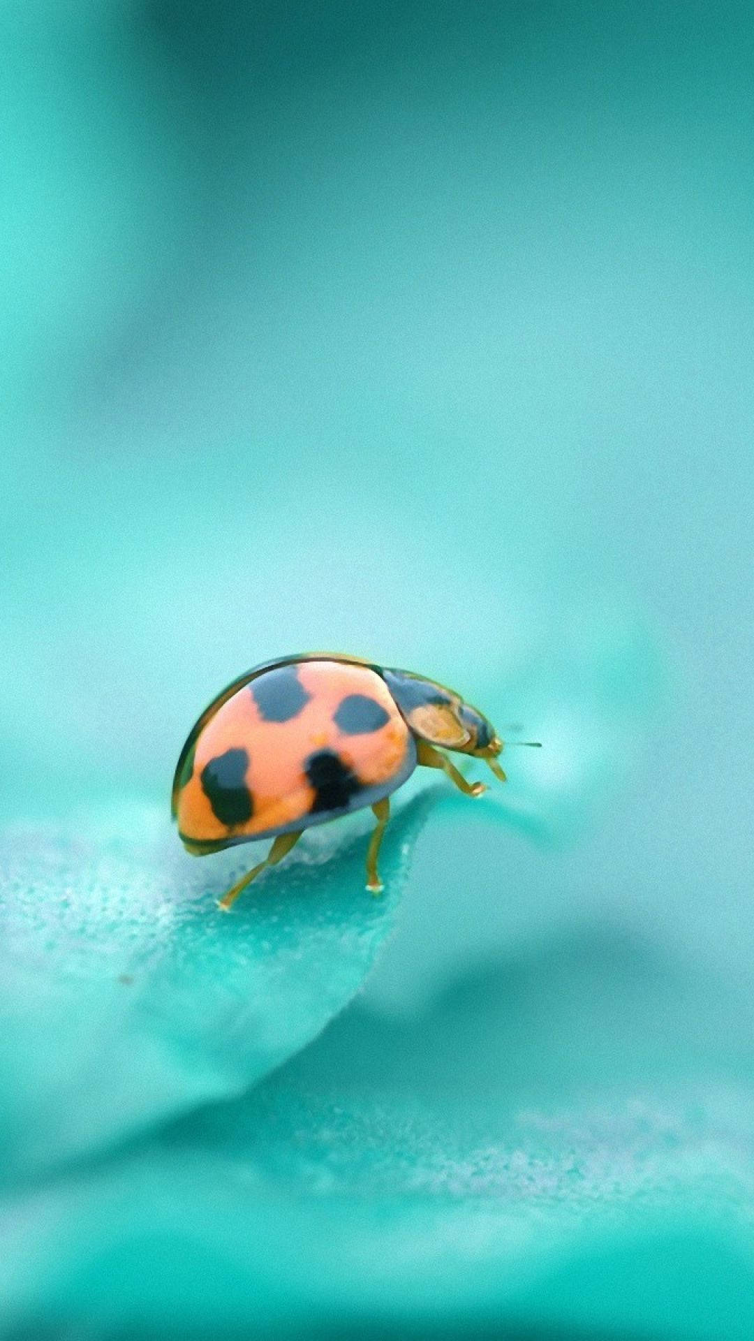 Ladybug With Red Dome-shaped Body Wallpaper