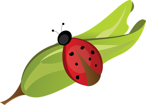 Ladybugon Green Leaf PNG