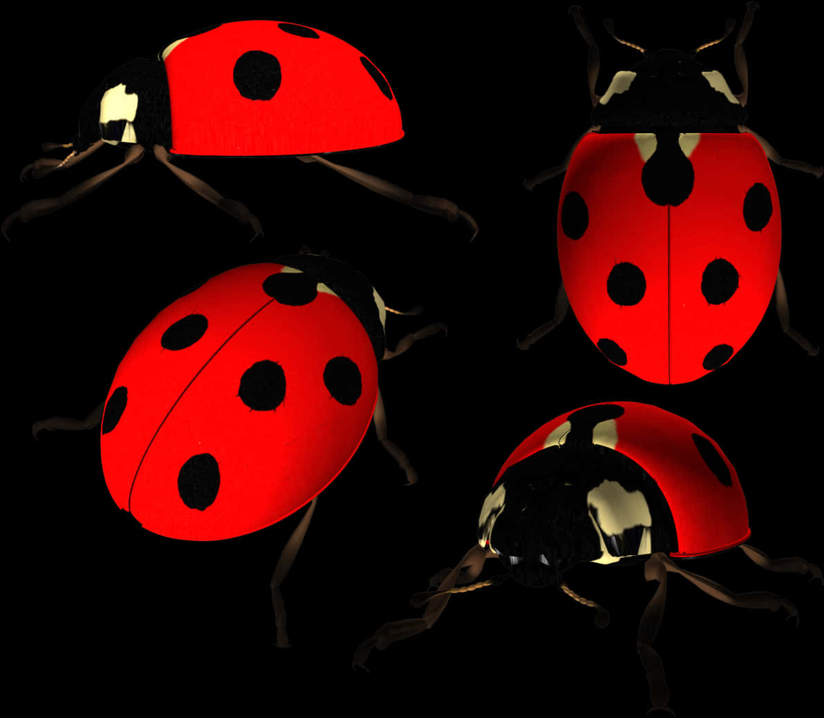 Ladybugsin Darkness PNG